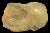 Cretaceous Fossil Leaves (Daphnophyllum?) - Kansas #143483-1